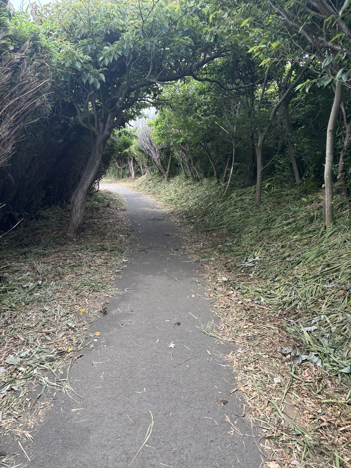 木々に囲まれた丘の上の道