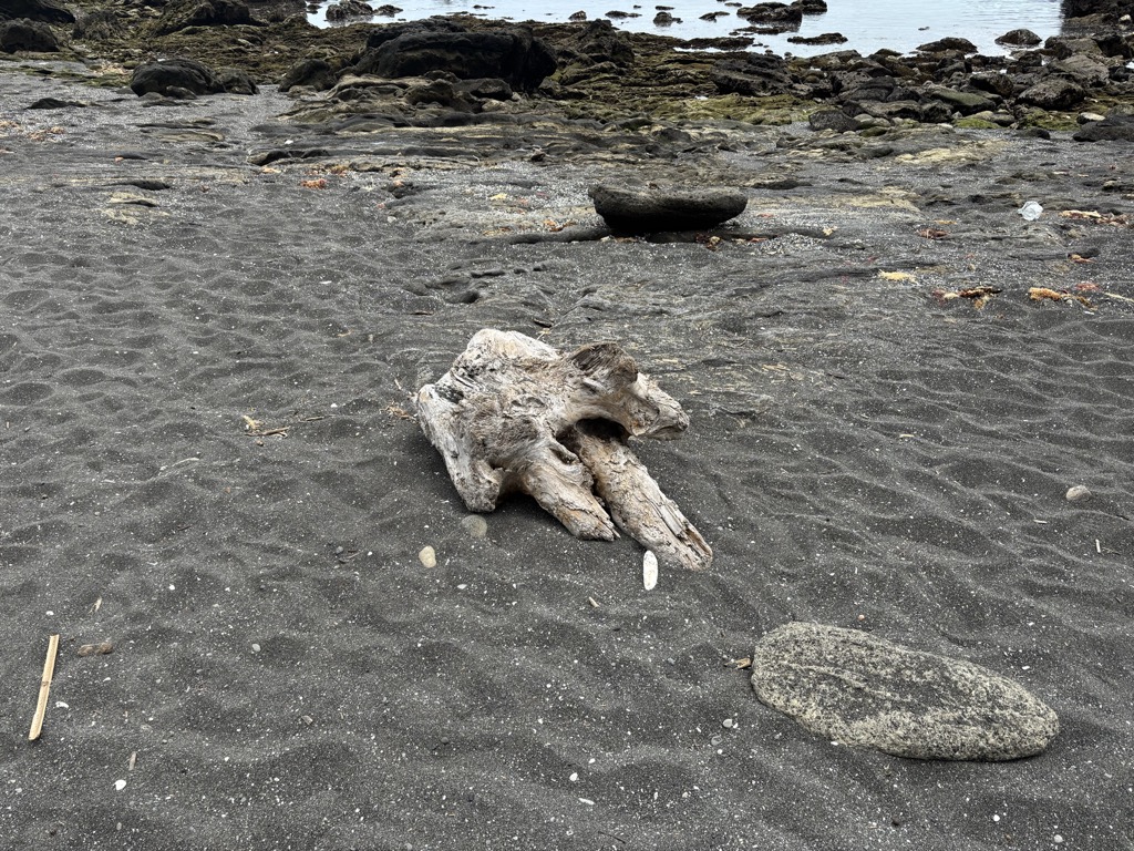 熊のように見える朽木